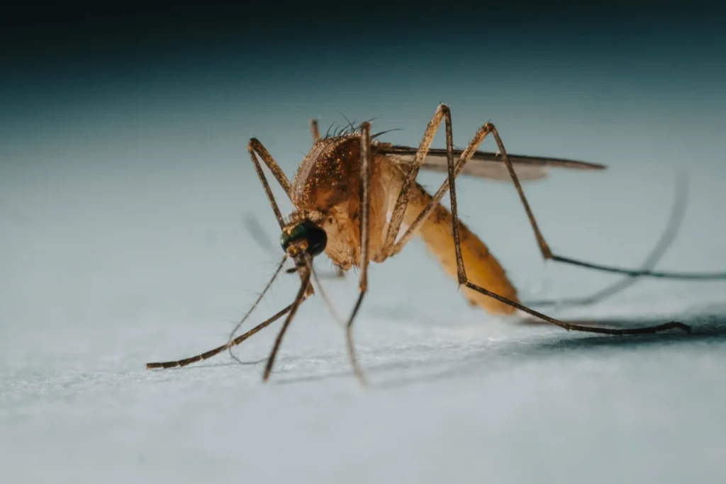 Protect Your Family from Mosquito-Borne-Diseases - Norco Best Pest Pros | Norco, CA