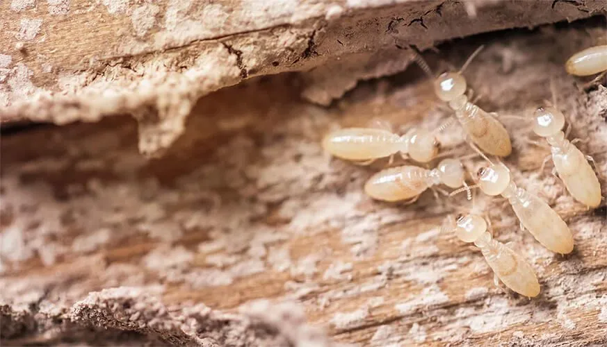 Signs You May Have a Termite Infestation - Norco Best Pest Pros | Norco, CA